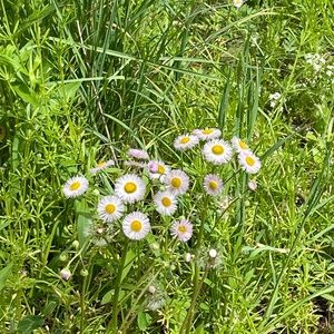 Meet your Posher, Lillian